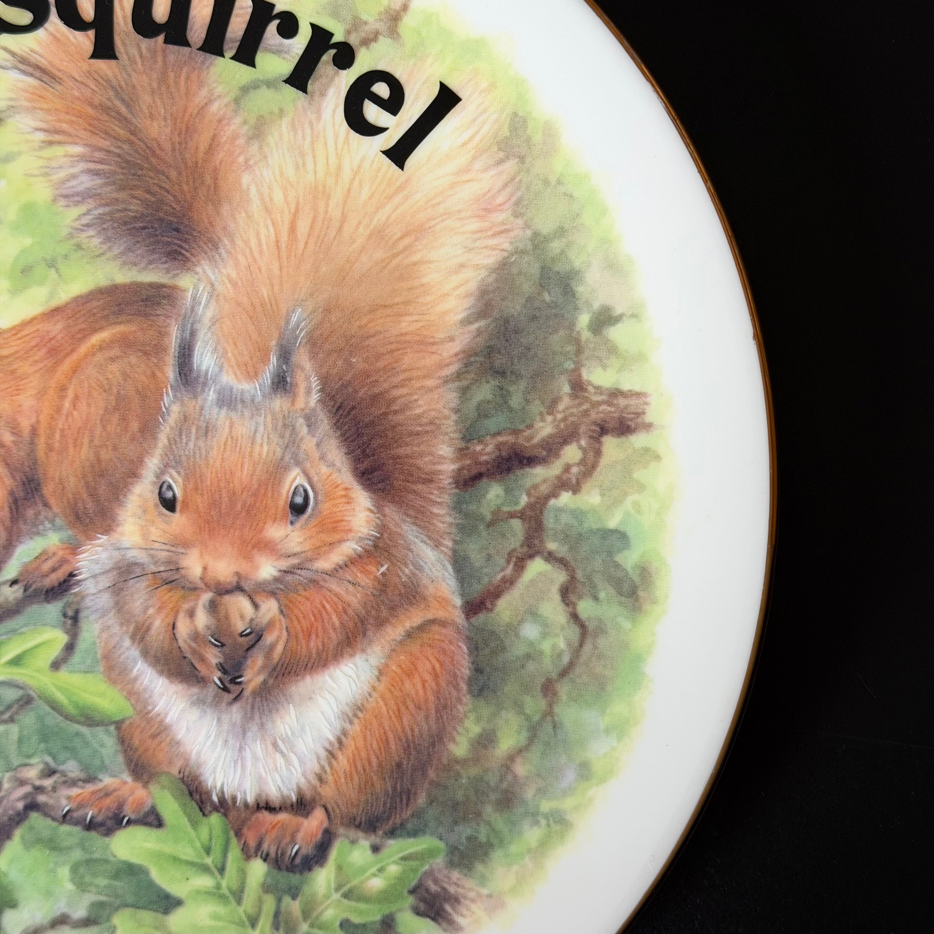 Lovely Bit Of Squirrel, Fine Bone China Wall Plaque, Funny Squirrel Gift, Nicholas John Decorative Plate